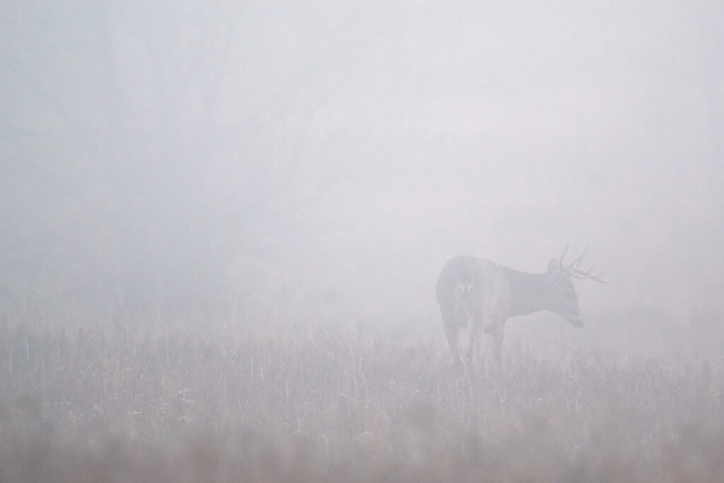 Fog Deer120120120029