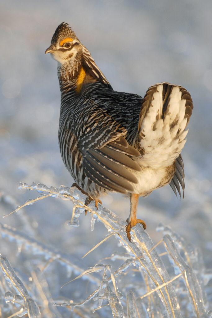 Ice Prairie Chicken