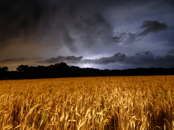 wheat-lightning