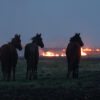 Prairie_fire_horse